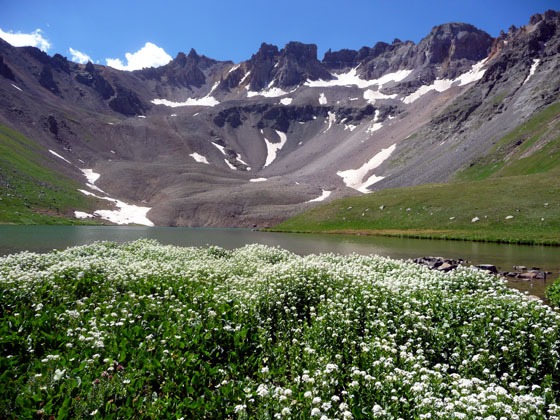 Flowers growing by Upper Blue Lakes