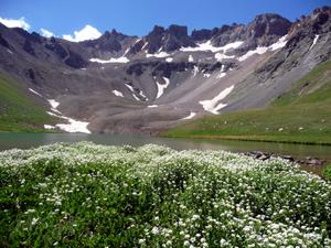 Flowers growing by the outlet stream of Upper Blue Lakes