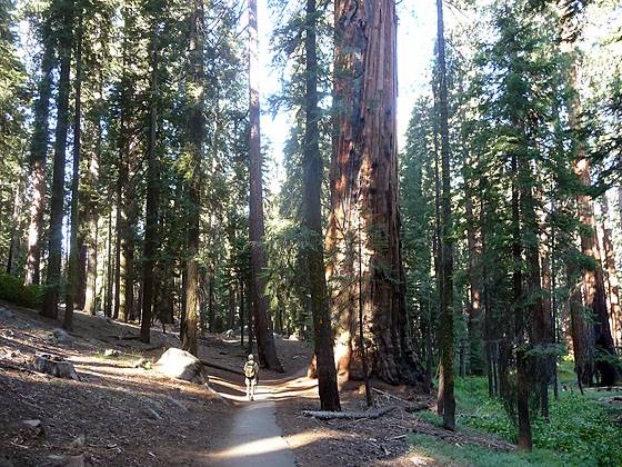 A massive sequoia near the junction with the Alta Trail.