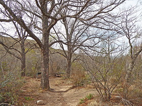 Trees around the site of the former ranch