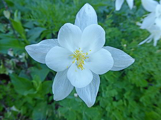 Columbine